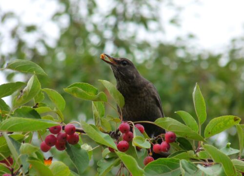 Vögel im Garten, 24.10.2024