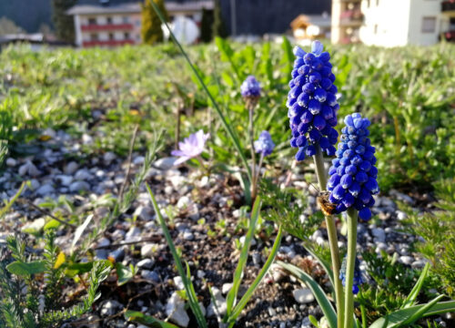 Blumenzwiebeln im Naturgarten – Jetzt an den Frühling denken, 13.10.2022