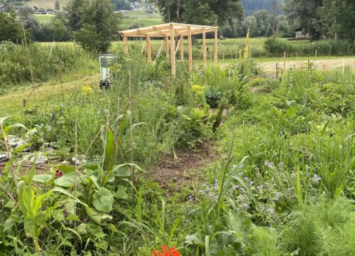 Gemüsegarten – Nachpflanzen im Sommer, 26.06.2025